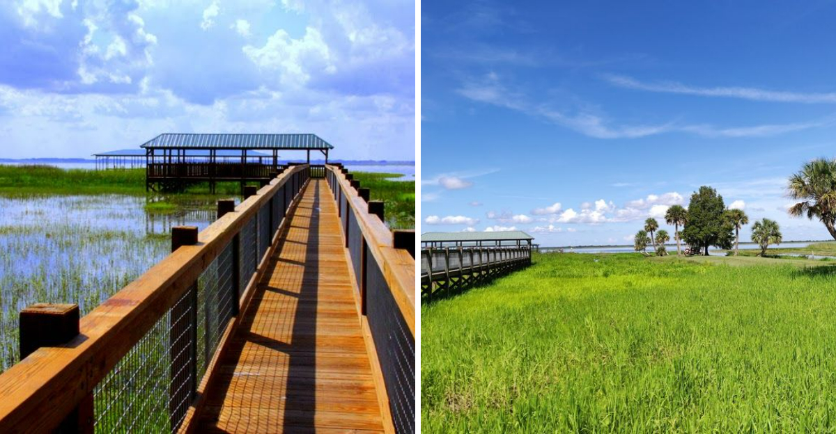 This Florida Swamp Tour Reveals A Completely Different Side Of Nature - Decor Hint