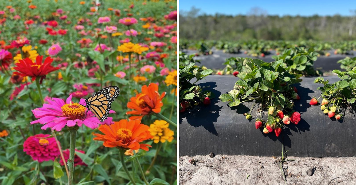 This Gorgeous Florida Farm Has Become A Beloved Spring Tradition - Decor Hint