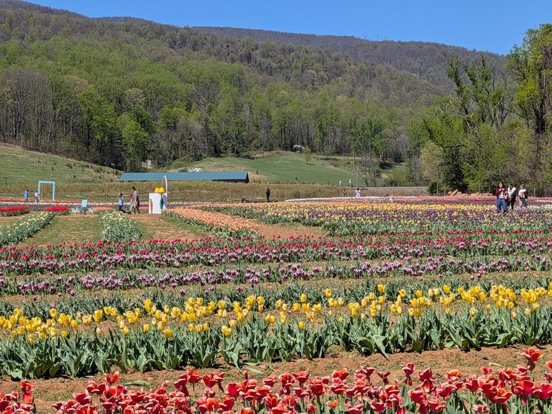 The Stunning Poppy And Flower Fields