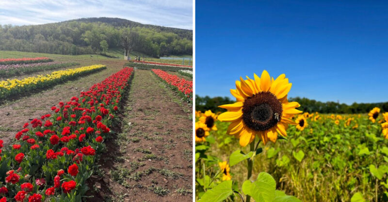 This Gorgeous Poppy Field In Kentucky Feels Straight Out Of A Monet Painting