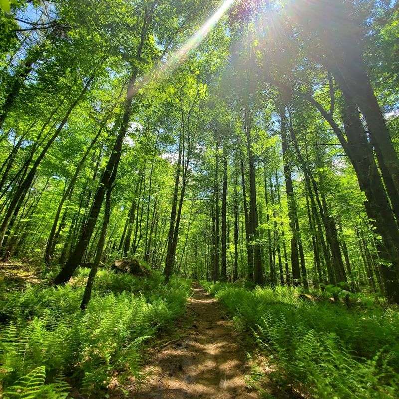Explore Connecticut's Largest State Forest