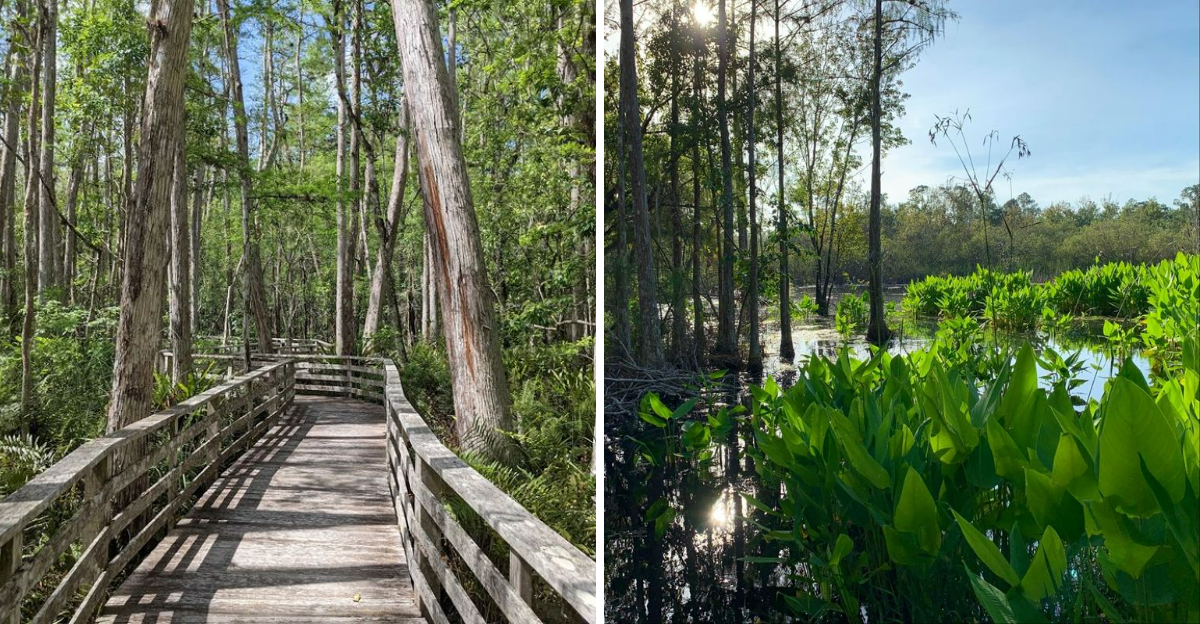 This Hidden Florida Nature Park Feels Like A Secret Escape From Everyday Life - Decor Hint