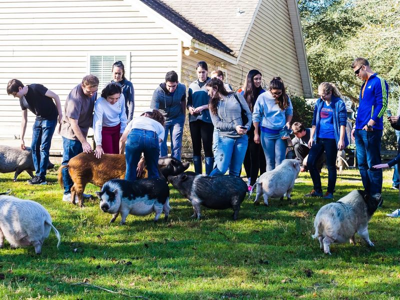 The Rescued Farm Animals You Get To Meet Up Close
