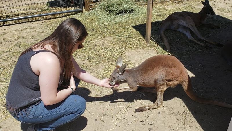 Petting Kangaroos Up Close