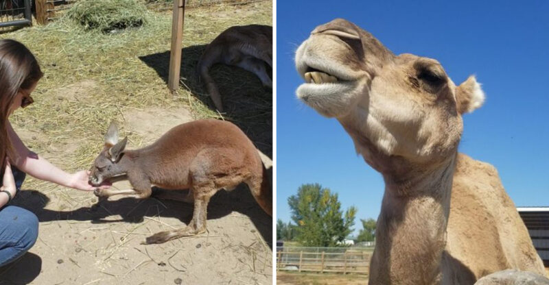 This Idaho Animal Attraction Lets Visitors Meet Kangaroos And See Exotic Animals Up Close