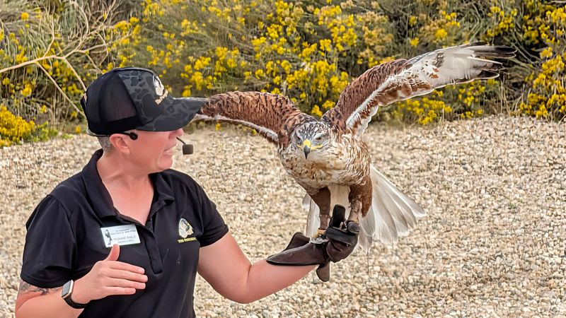 Boise's Raptor Center With Nose-To-Beak Encounters