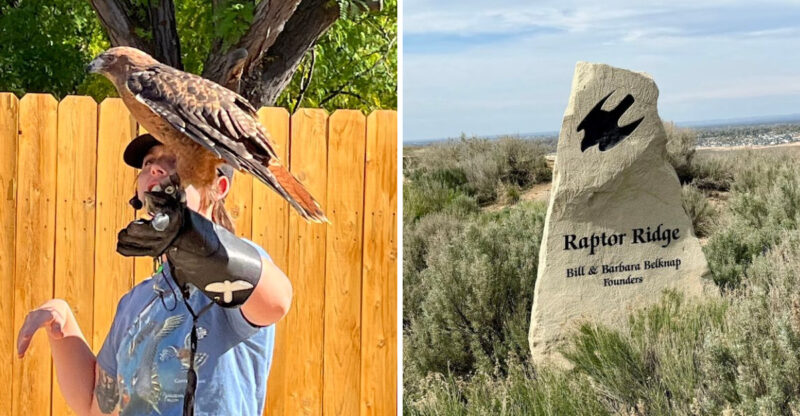 This Idaho Bird Center Lets You Get Surprisingly Close To Owls And Hawks