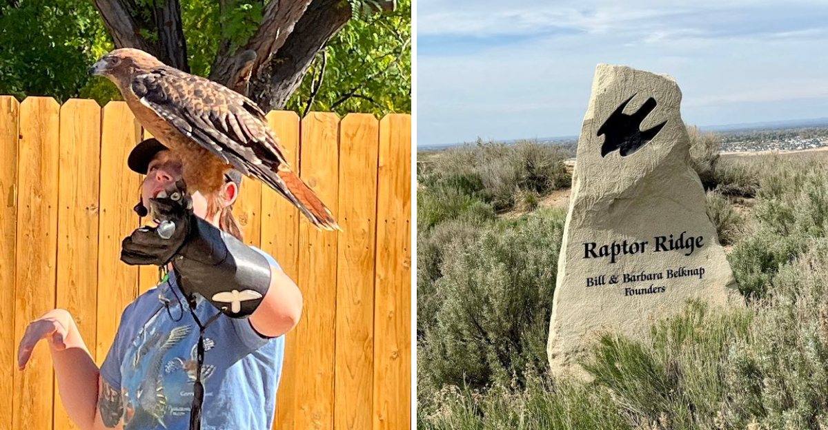 This Idaho Bird Center Lets You Get Surprisingly Close To Owls And Hawks - Decor Hint