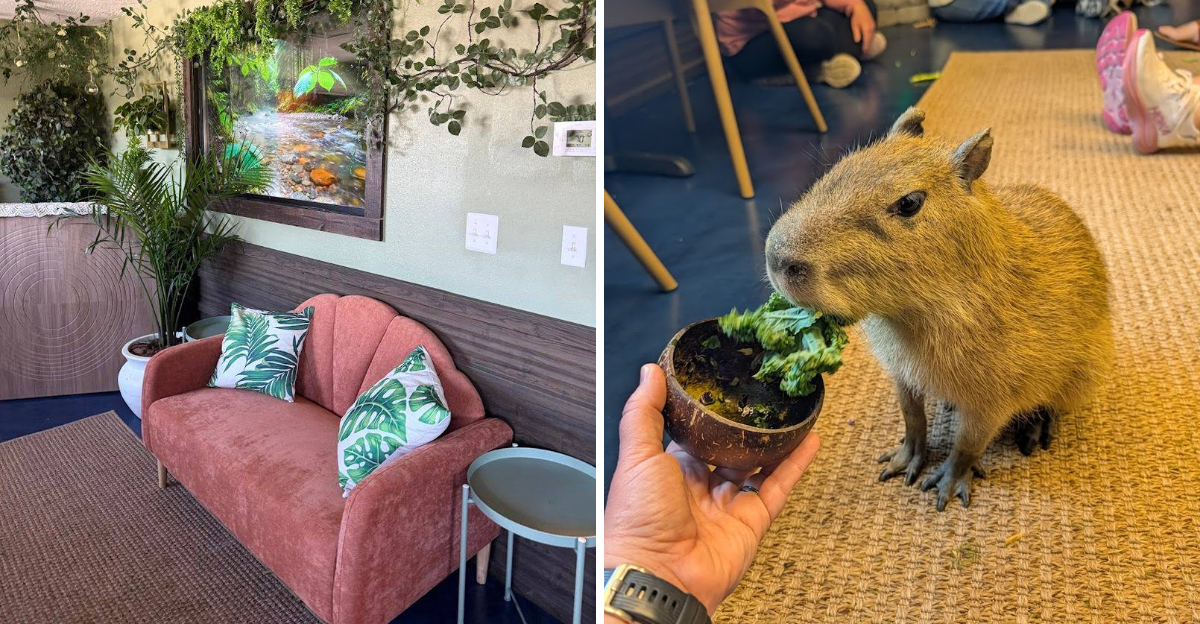 This Idaho Capybara Cafe Is Pure Joy In Every Sip And Snuggle - Decor Hint