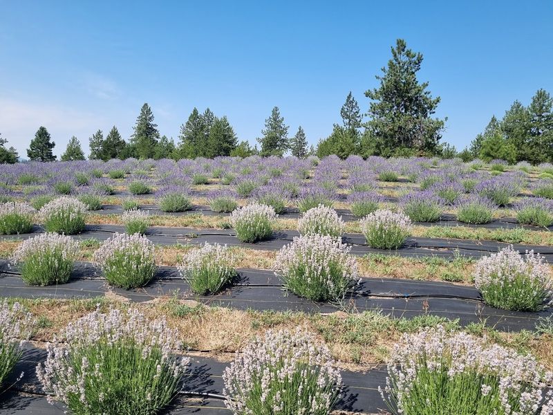 The Lavender Fields Are Absolutely Breathtaking