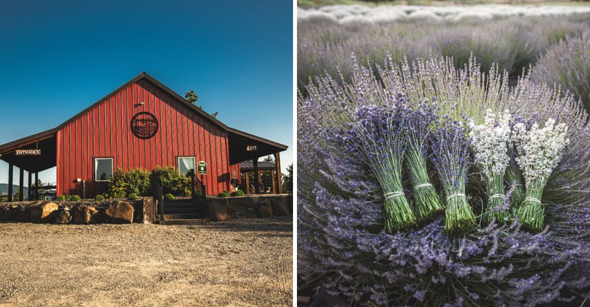 This Idaho Lavender Farm Smells Like Heaven On Earth - Decor Hint