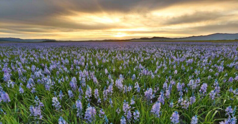 This Idaho Marsh Turns Purple Every Spring And Almost No One Talks About It