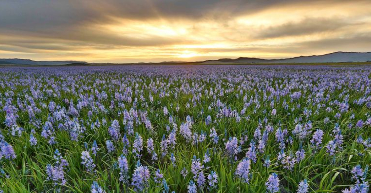 This Idaho Marsh Turns Purple Every Spring And Almost No One Talks About It - Decor Hint
