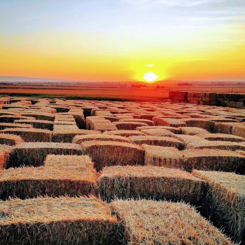 This Idaho Straw Maze Turns A Farm Day Into A Full-On Family Adventure - Decor Hint Burley Starts With Farm Fun