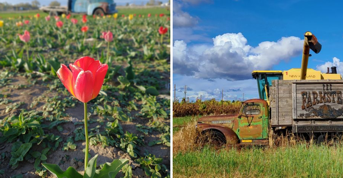 This Idaho Towns Spring Tulip Festival Has Become One Of The Most Photographed In The West 2 - Decor Hint