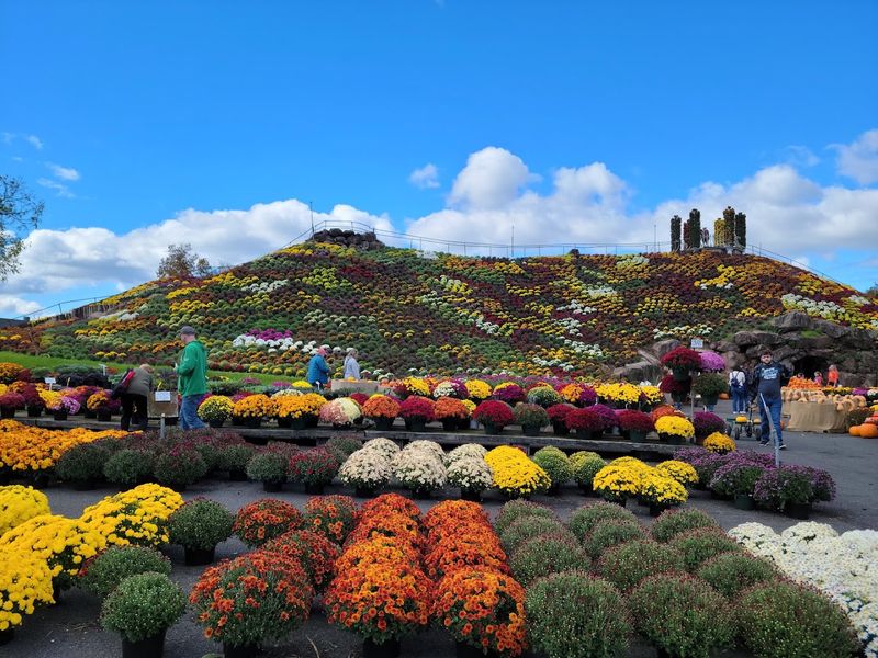 The Flower Hill You Have To See To Believe