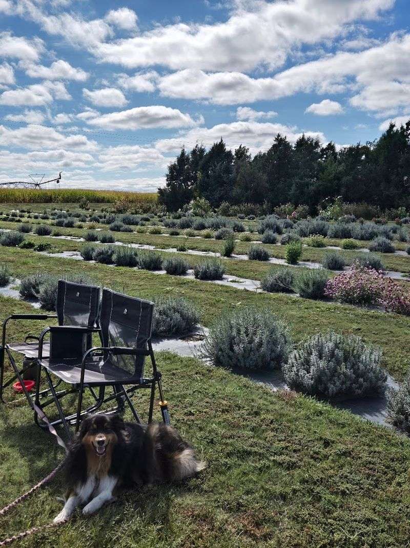 18 Lavender Varieties Across Five Fragrant Acres