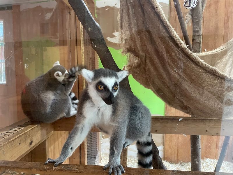 This Kentucky Attraction Offers A Fun Day Full Of Furry Encounters - Decor Hint The Story Behind The Zoo