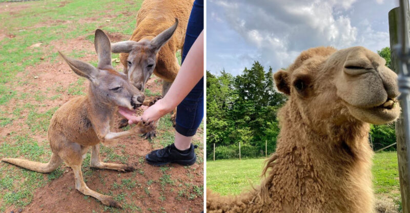 This Kentucky Attraction Offers A Fun Day Full Of Furry Encounters