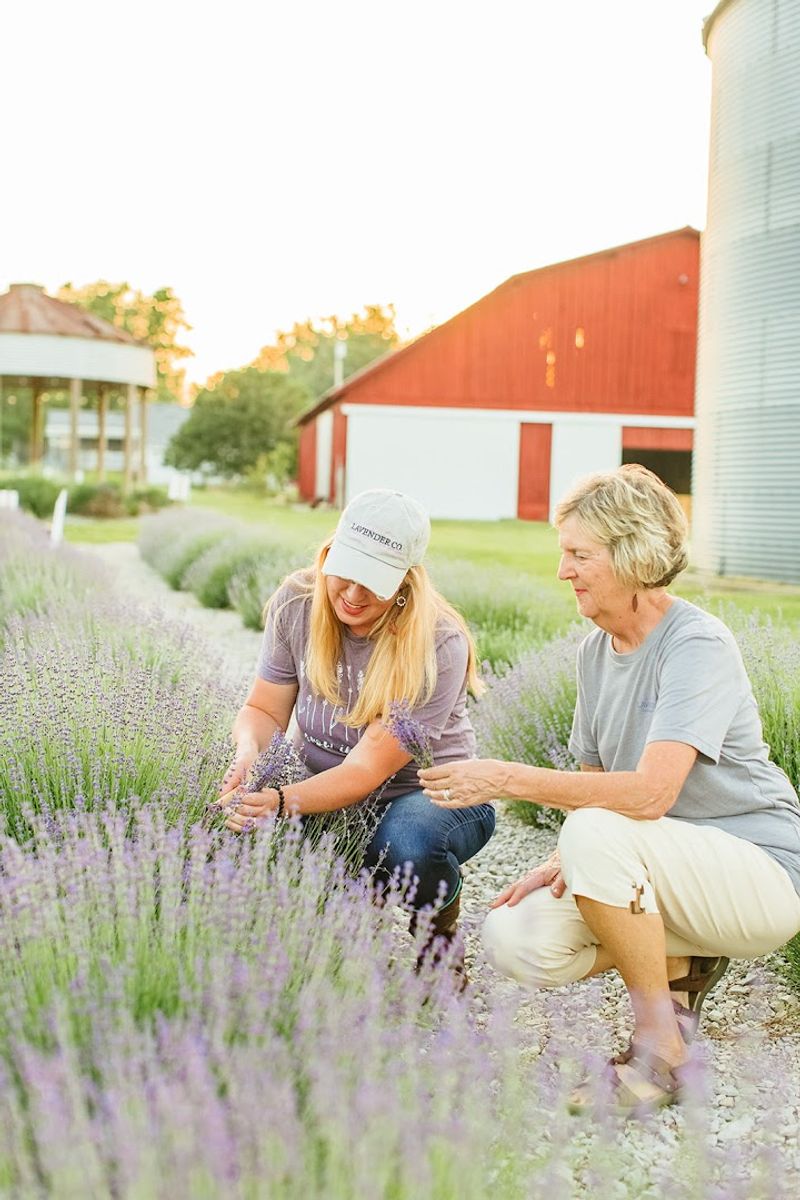 Walking the Lavender Fields