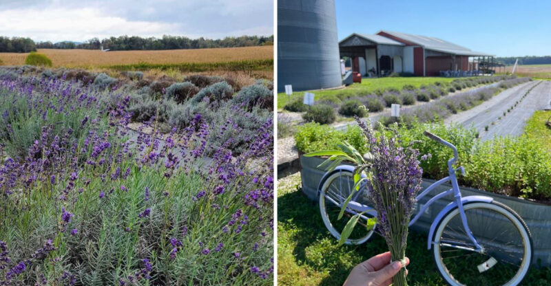 This Kentucky Lavender Farm Smells Like Heaven On Earth