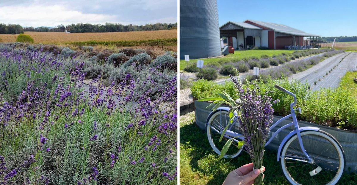 This Kentucky Lavender Farm Smells Like Heaven On Earth - Decor Hint