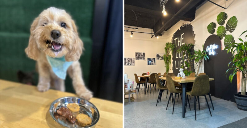 This Lux Dior Co Louisville Kentucky Dog Café Explains Why Cute Pups Plus Luxury Coffee Creates Heaven