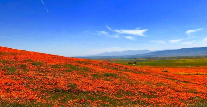 This Magical California Preserve Bursts With Millions Of Golden Poppies Every Year