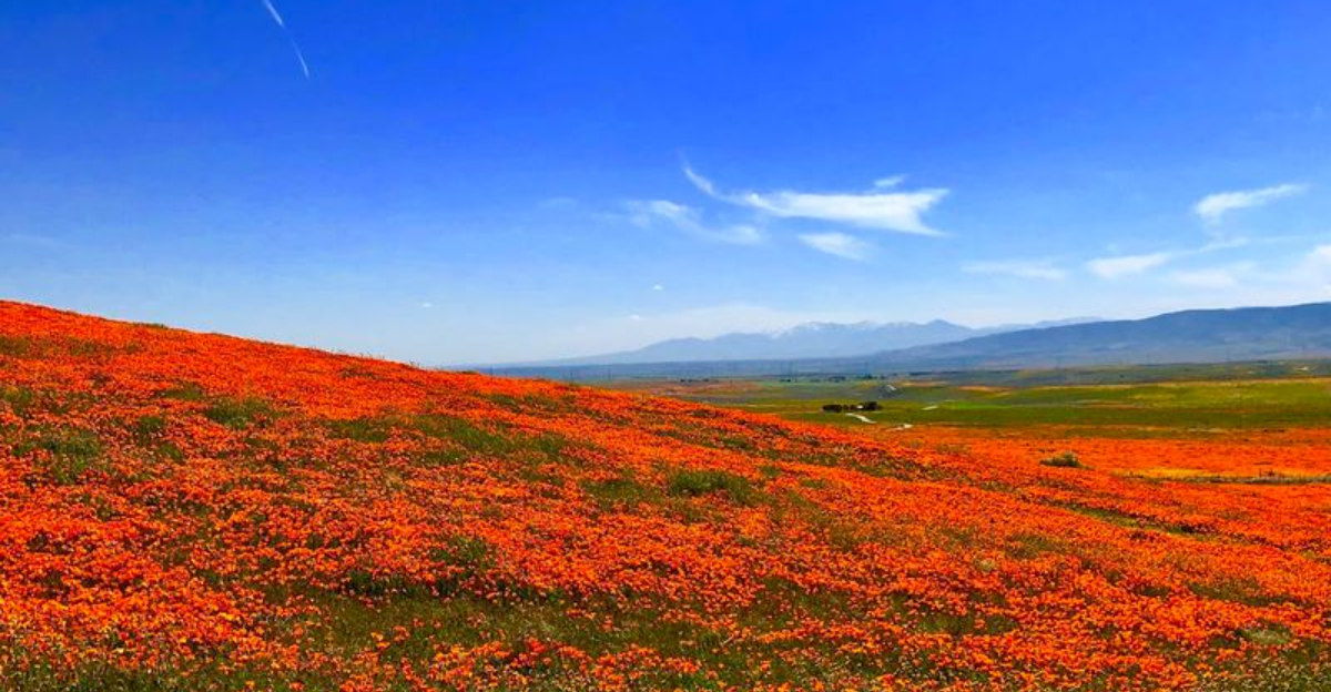 This Magical California Preserve Bursts With Millions Of Golden Poppies Every Year - Decor Hint