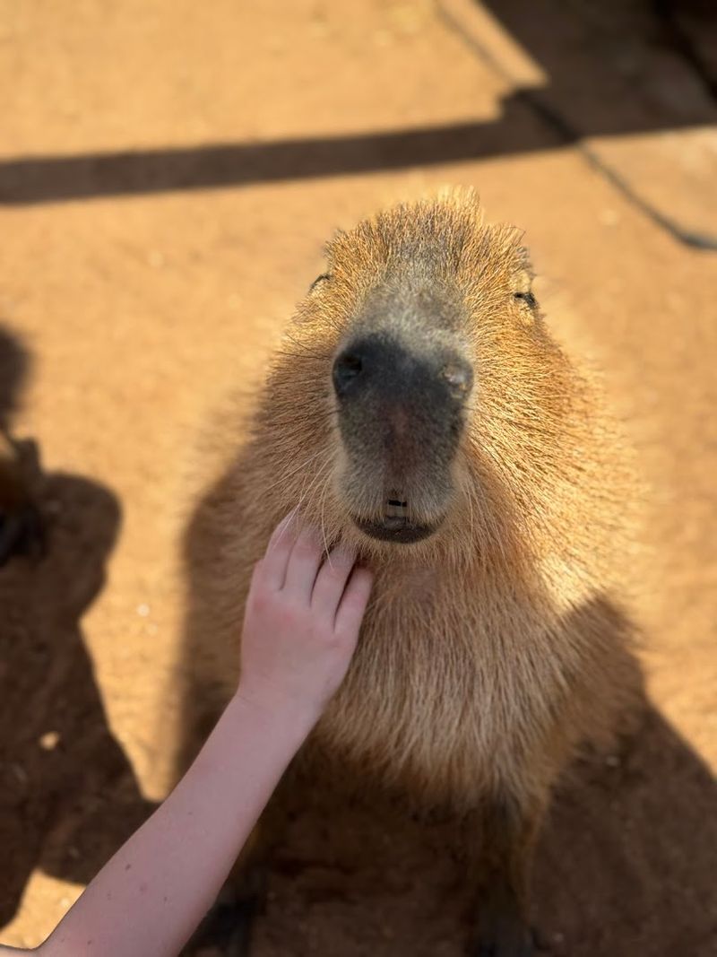 Bookable Capybara Encounters