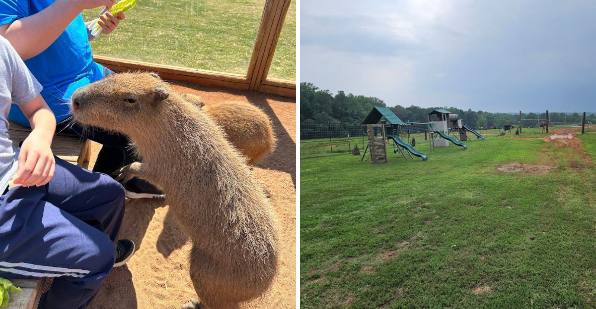 This North Carolina Animal Haven Lets Visitors Meet Capybaras Up Close 2 - Decor Hint