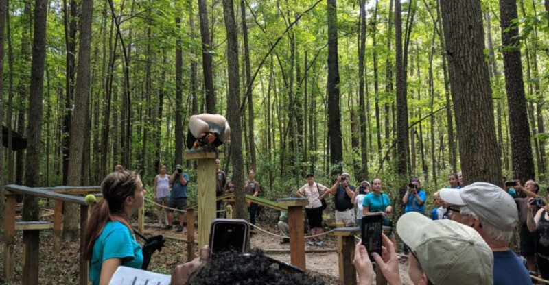 This North Carolina Bird Sanctuary Lets You Get Surprisingly Close To Owls And Hawks