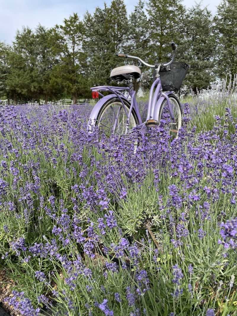 Blooming Lavender Fields