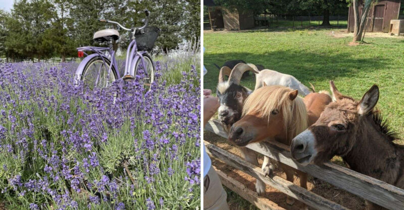 This North Carolina Lavender Farm Has Festivals, Farm Animals, And Fresh Country Air