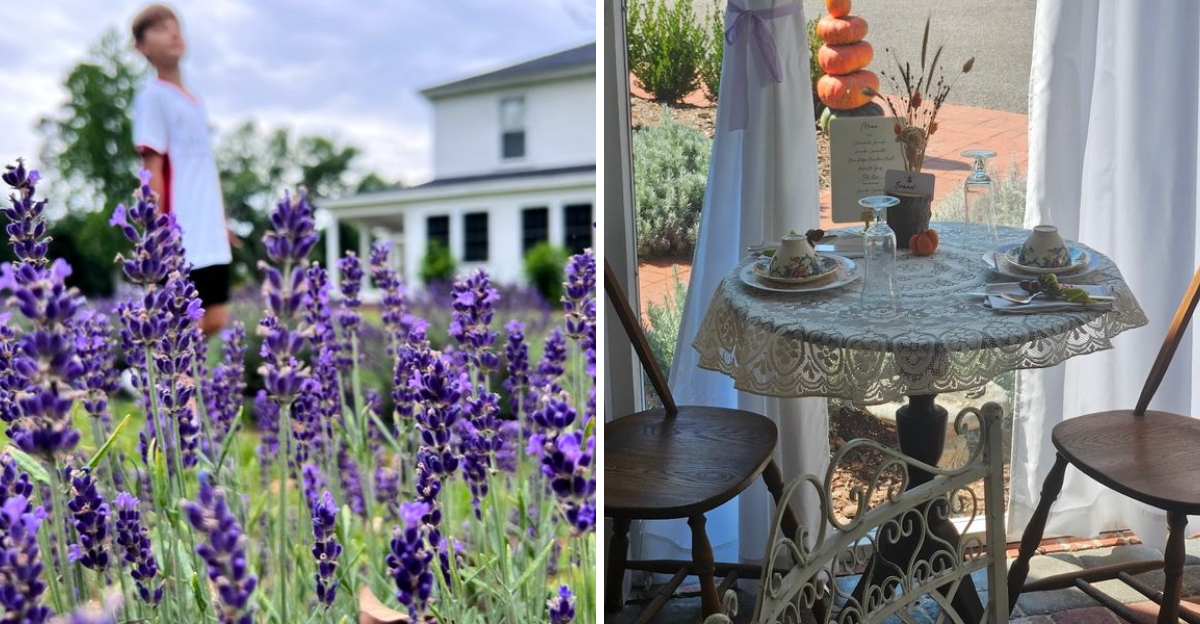 This North Carolina Lavender Farm Serves High Tea Beside The Blooming Fields - Decor Hint