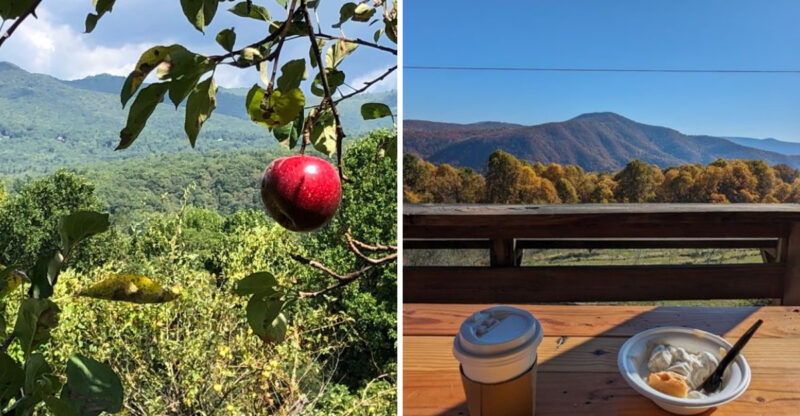 This North Carolina Mountain Orchard Has Views Nearly As Good As The Apples
