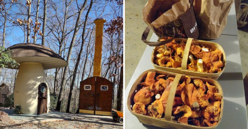 This North Carolina Mushroom Farm Lets Visitors Tour A Mushroom-Shaped House And See Fresh Fungi Picked