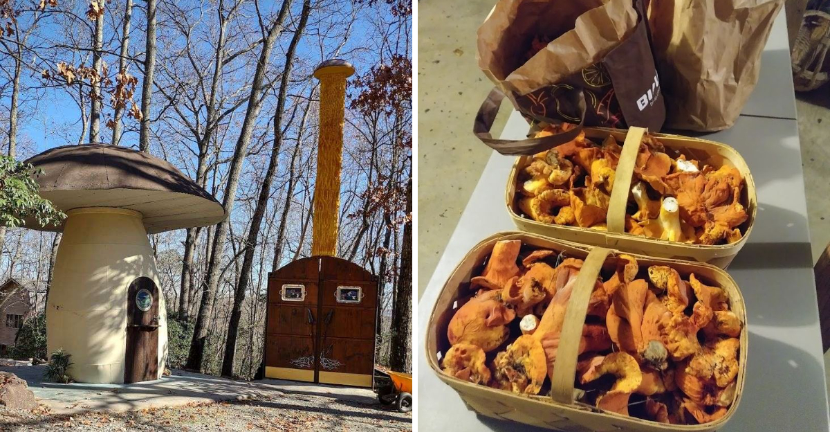 This North Carolina Mushroom Farm Lets Visitors Tour A Mushroom Shaped House And See Fresh Fungi Picked - Decor Hint