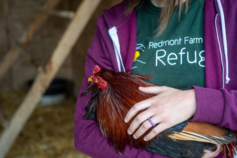 Rescued Farm Animals Living Safely In Pittsboro
