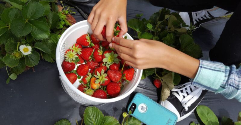 This North Carolina Strawberry Farm Turns May Into The Sweetest Kind Of Field Trip
