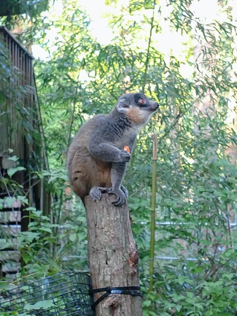 Walking With Lemurs Tour