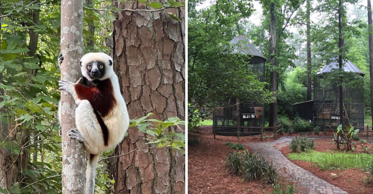 This North Carolina Wildlife Center Lets Visitors See Lemurs Up Close In A Way Few Places Can - Decor Hint