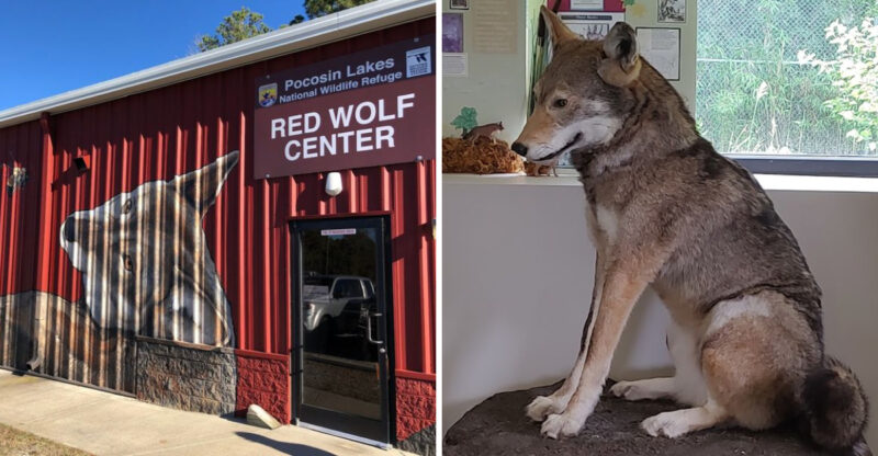 This North Carolina Wildlife Refuge Lets You Learn About One Of America’s Rarest Wolves