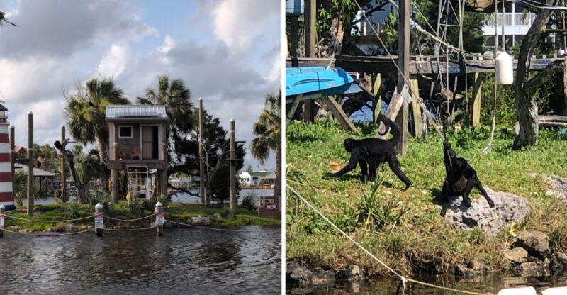 This Offbeat Florida Attraction Gives Visitors A Close Look At A Truly Unusual Monkey Habitat