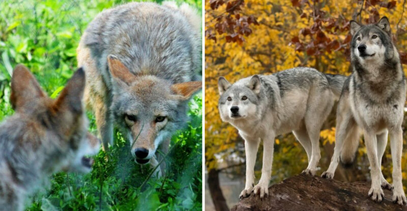 This One-Of-A-Kind Indiana Park Offers Guided Tours Through A Habitat Filled With Gray Wolves And Coyotes