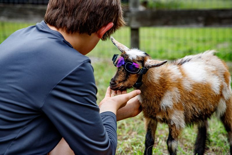 Meeting The Nigerian Dwarf Goats Up Close
