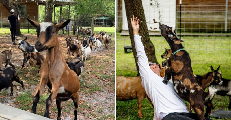 This Peaceful Florida Farm Lets You Cuddle And Feed Tiny Baby Goats