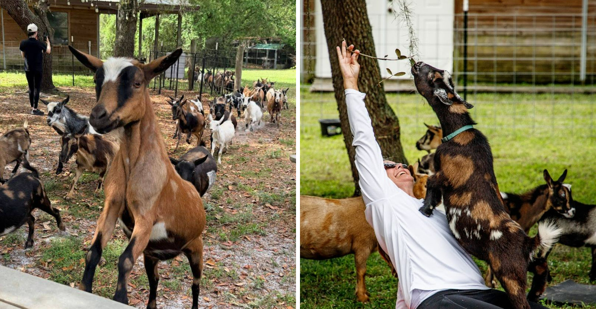 This Peaceful Florida Farm Lets You Cuddle And Feed Tiny Baby Goats - Decor Hint
