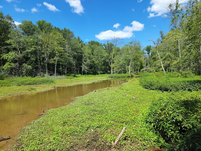 A Wetland Hidden Inside A Busy City