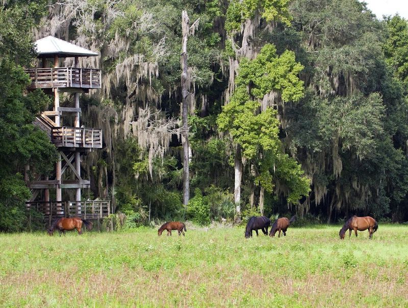 The Wild Florida Cracker Horses